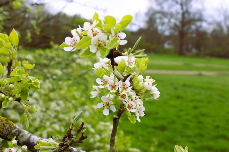 Branch with white blossoms