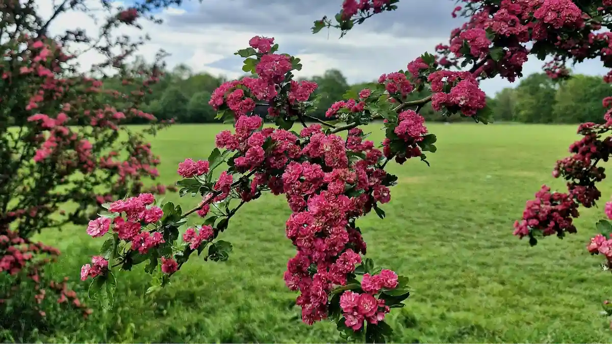 Tooting Common’da çiçek açmış pembe ağaç, çiftlerde duygusal yakınlık ve güven üzerine yazı için sakin bir doğa görseli
