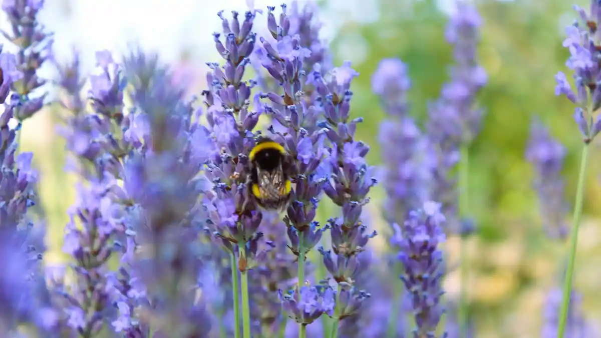 Mor lavanta çiçekleri üzerinde duran bombus arısı