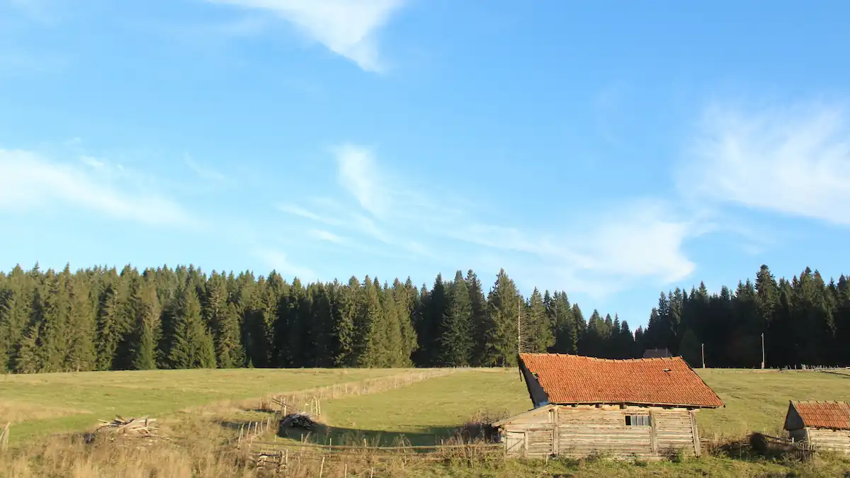 Orman kenarındaki açık arazide bulunan eski ahşap kulübe